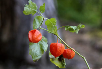 Physalis-tak