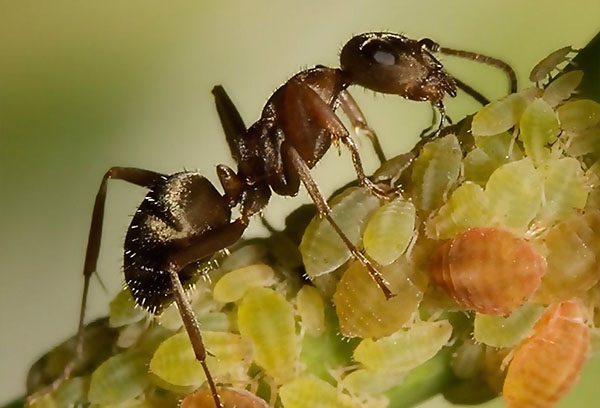 النمل والمن