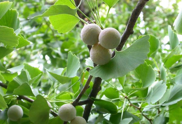 Ginkgo-fruit