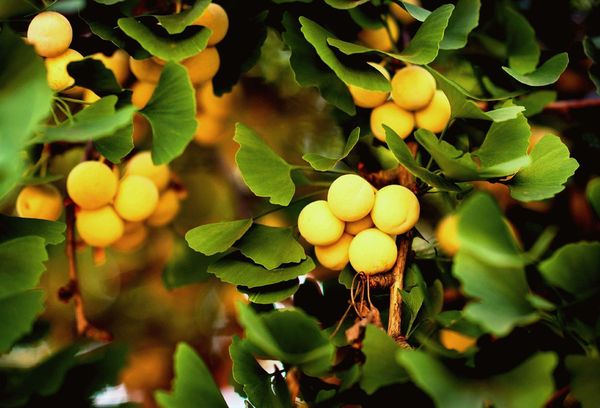 Árbol de ginkgo biloba