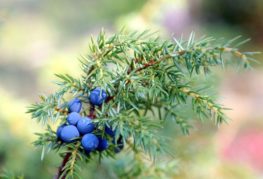 Buah Juniper