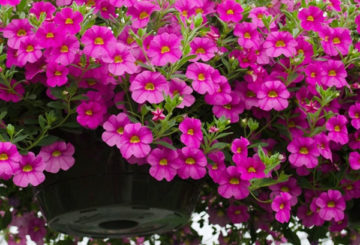 Flor exuberante de calibrachoa