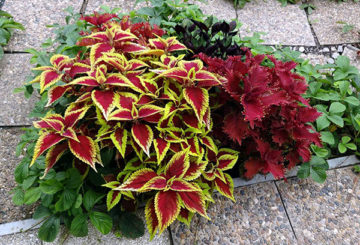 Jenis coleus yang berbeza