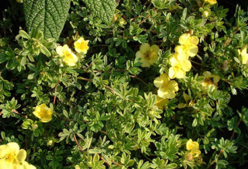 Arbusto de cinquefoil florescendo