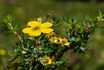 Shrub cinquefoil Sumber: https://www.greenmarket.com.ua/blog/landshaftniy-disain/lapchatka/ © Kedai Dalam Talian GreenMarket