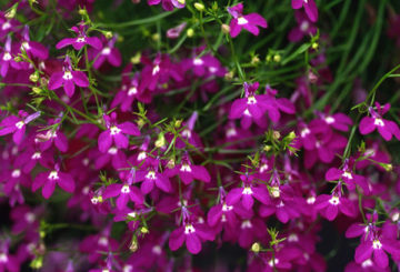 Lobelia virágok