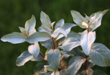 Silver Loch Leaves