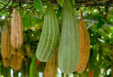 Buah-buahan Luffa