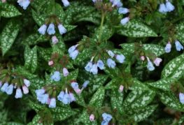 Spotled lungwort