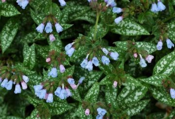 Lungwort berbintik