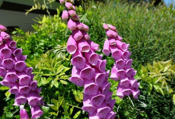 Évelő digitalis