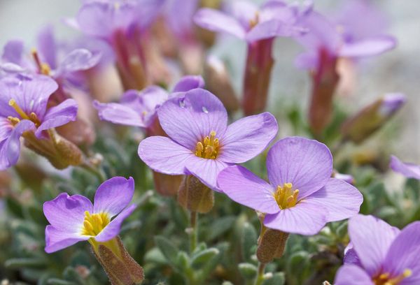 Orbieta bloemen