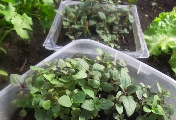 Anak benih aubretia