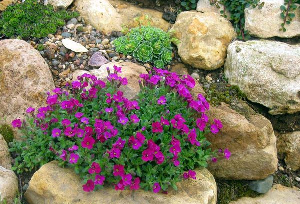 Fleur d'Aubretia