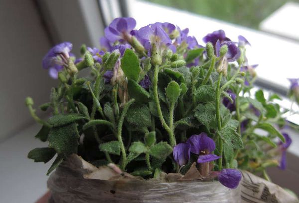 Bunga Aubretia