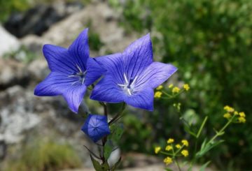 Platycodon azul com flores grandes