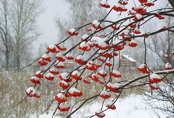 Rowan in de winter