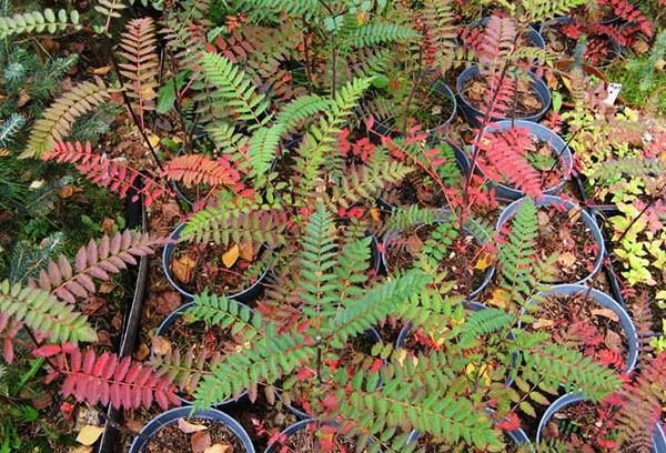 Rowan zaailingen in de herfst