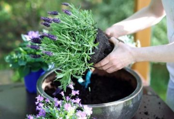 Planting lavender in a pot