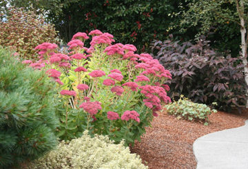 Sedum menonjol dalam reka bentuk landskap