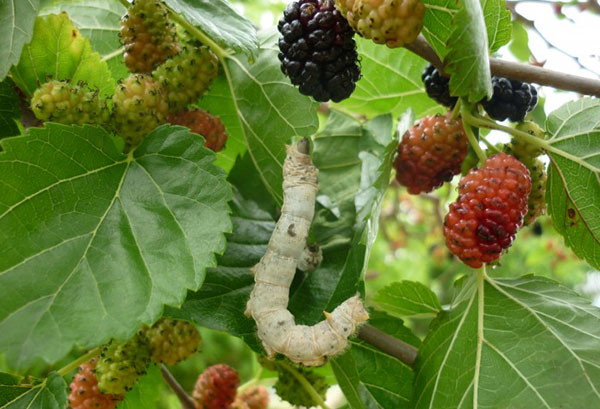 Caterpillar på mullbär