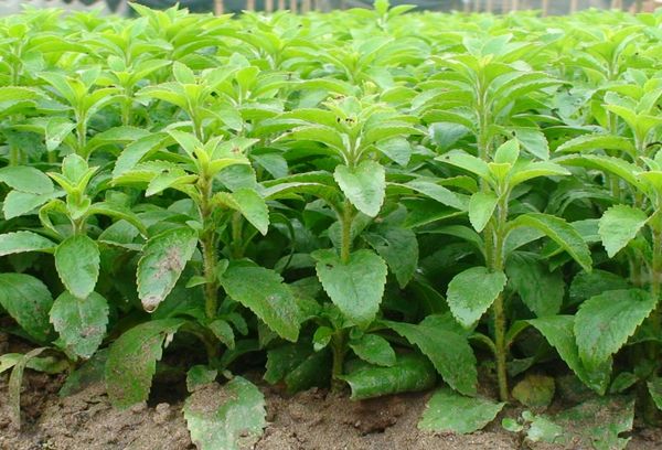 Växande stevia