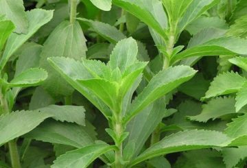 Stevia elhagyja