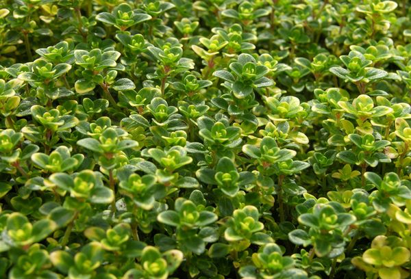 Limau thyme