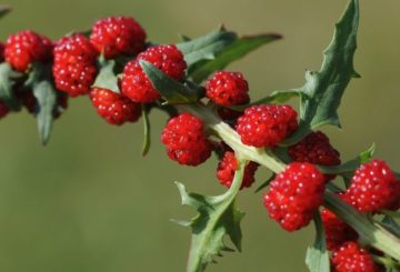 Fraise aux épinards