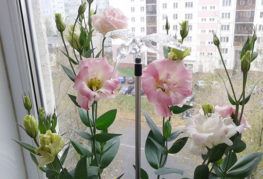 تزهر lisianthuses على حافة النافذة