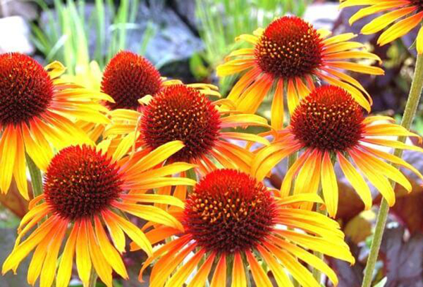 Echinacea met gele bloemen