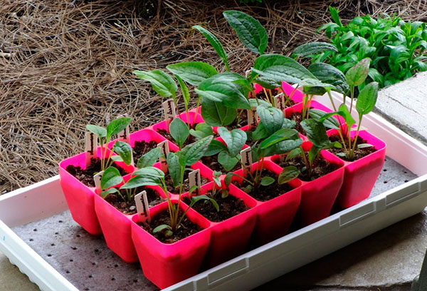 Echinacea zaailingencontainers