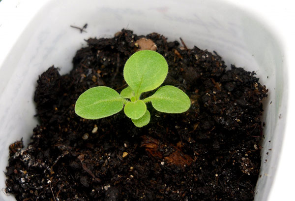 Anak benih Echinacea