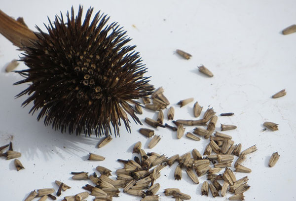 Echinacea magok