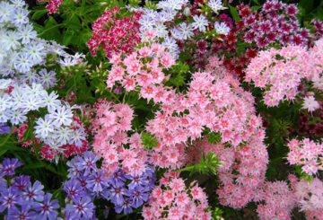 Différentes variétés de Drummond Phlox