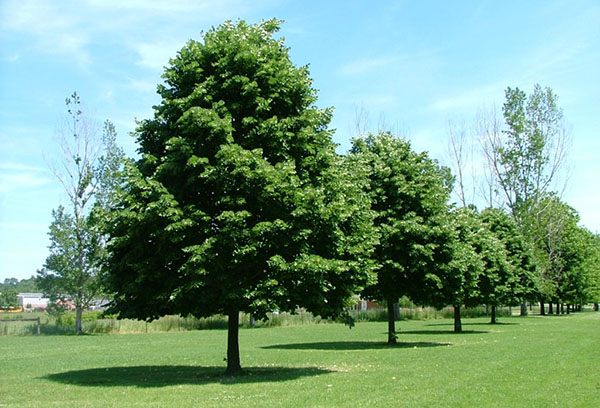 Frodiga limeträd