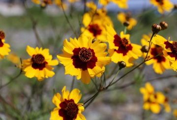 Coreopsis dažai