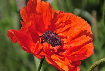 Poppy Oriental