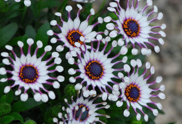 Osteospermum pelbagai