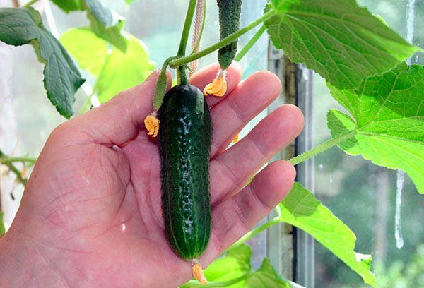 Fruiting cucumbers in a greenhouse