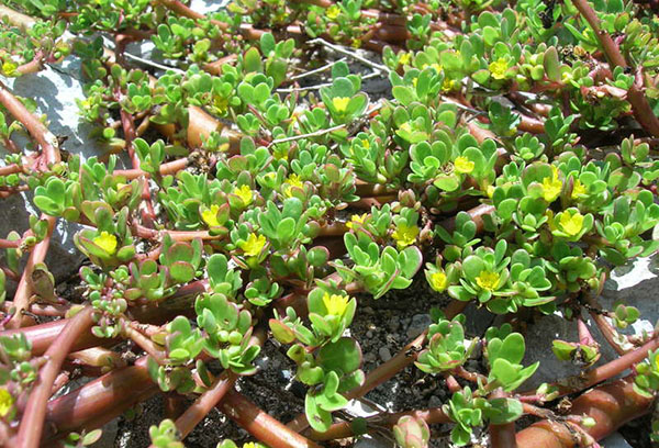 Purslane