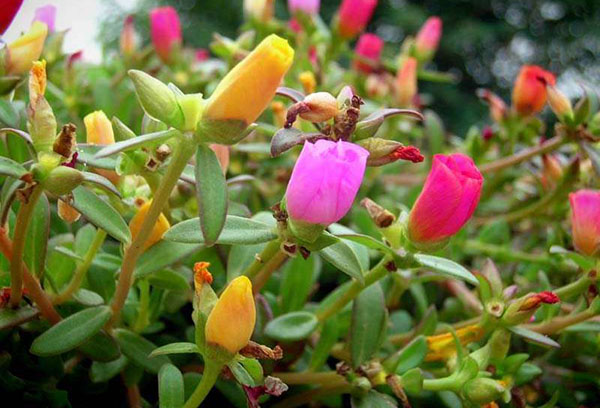 Purslane buds