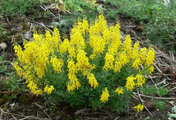 Buisson de genêt à fleurs