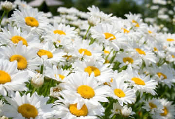 Margarida em flor