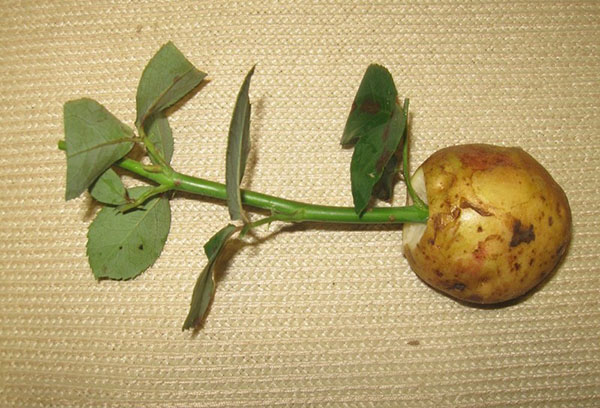 Culturi de trandafiri în cartofi acasă