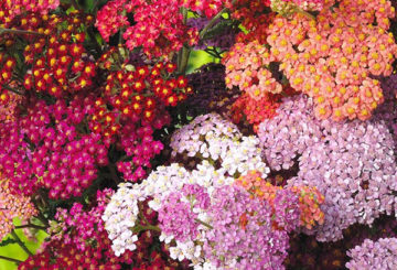 Diferentes variedades de yarrow decorativo