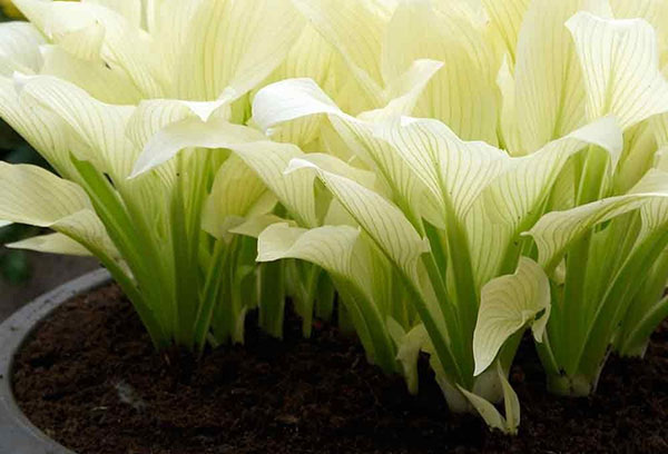 Plumas blancas híbridas Hosta