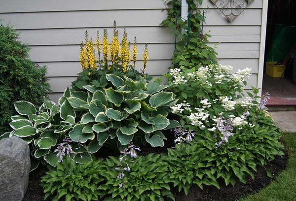 Jardim de flores com hosta