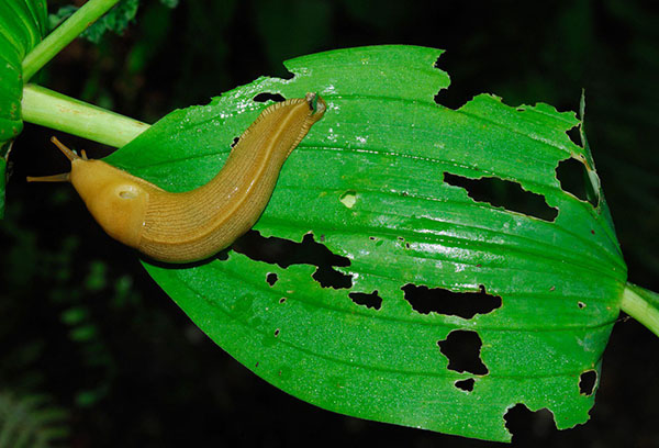 Babosa en una hoja de funkya