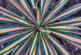 Yucca šķiedrains